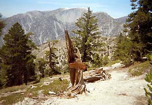 Cucamonga Wilderness