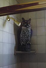 Owl 1