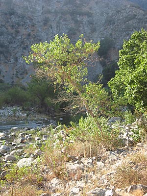 Fremont cottonwood, Populus fremontii