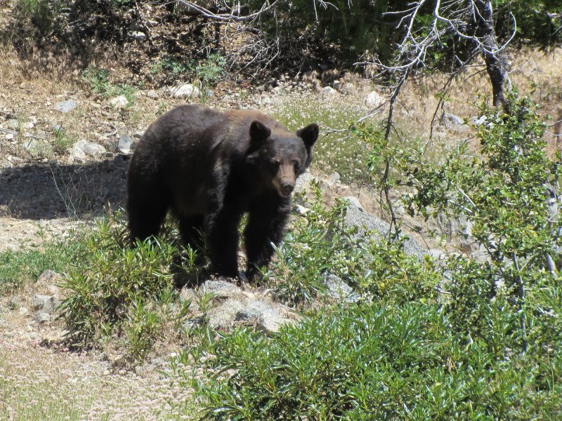 Bear on Windy Gap Trail, Crystal Lake