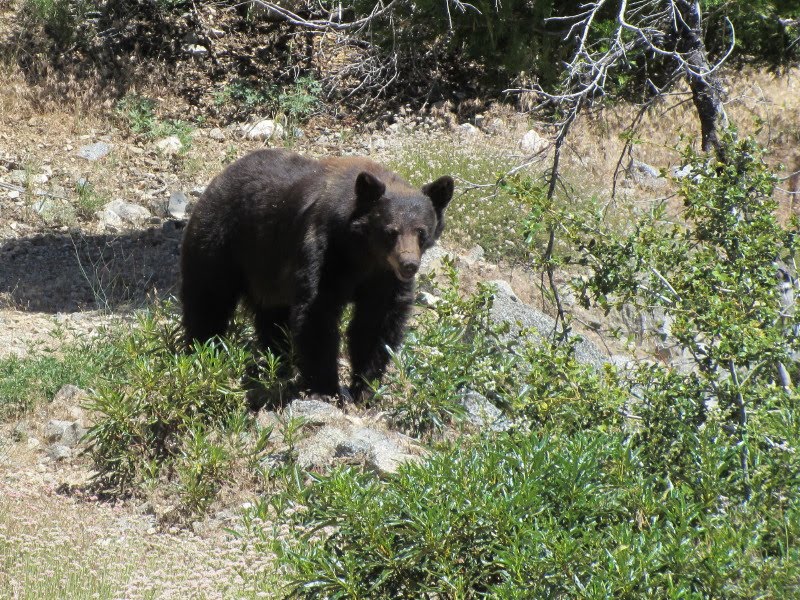 Bear on Windy Gap Trail, Crystal Lake Bear on Windy Gap Trail, Crystal Lake