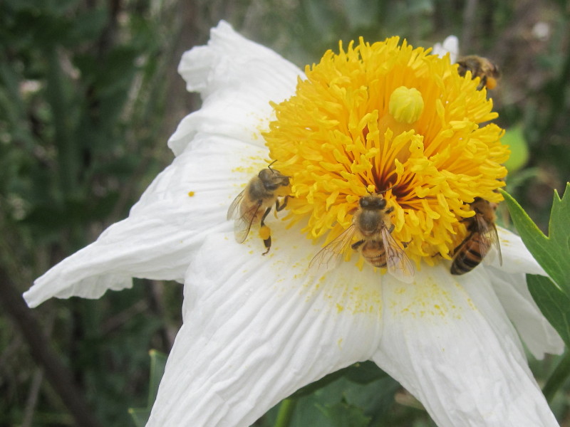 Bees on matilija poppy, Fish Canyon Bees on matilija poppy, Fish Canyon