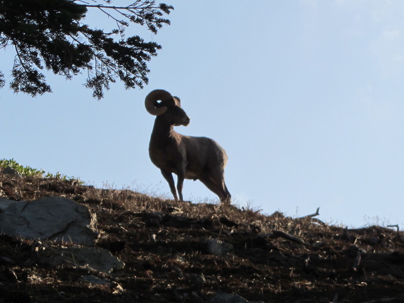 Bighorn sheep on Three T's Trail
