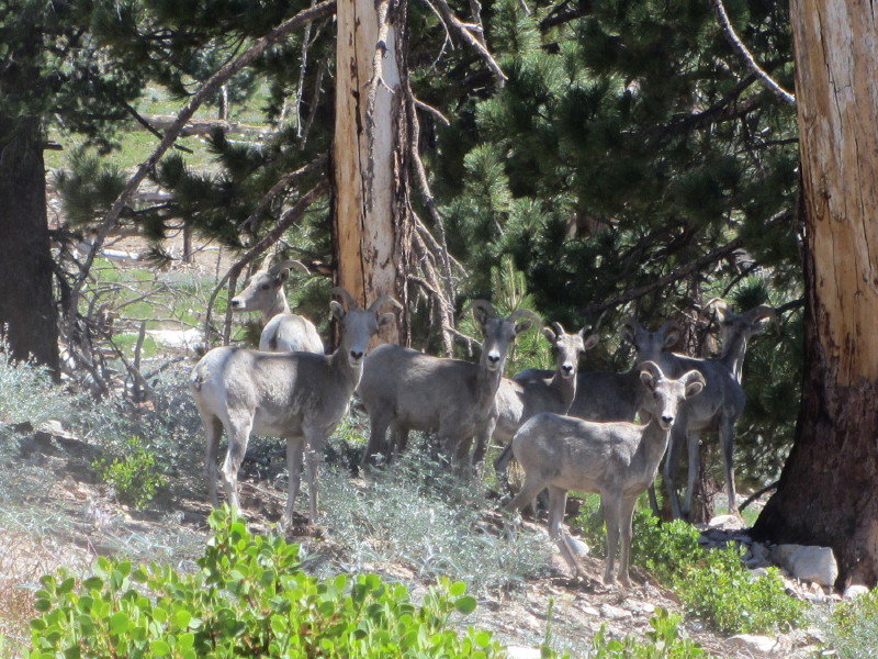 Bighorn sheep on Islip Ridge Trail, Crystal Lake Bighorn sheep on Islip Ridge Trail, Crystal Lake