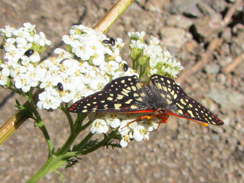 Butterfly on common yarrow, Fish Canyon Butterfly on common yarrow, Fish Canyon
