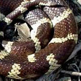 kingsnake