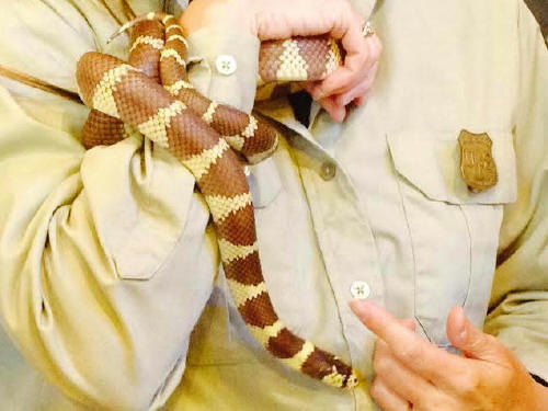 California kingsnake