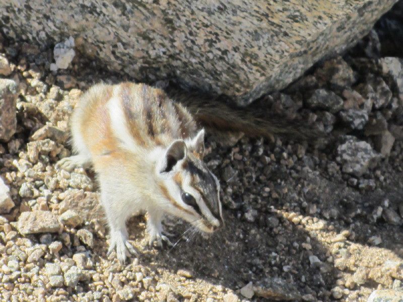 Chipmunk on Mt. Baldy Chipmunk on Mt. Baldy