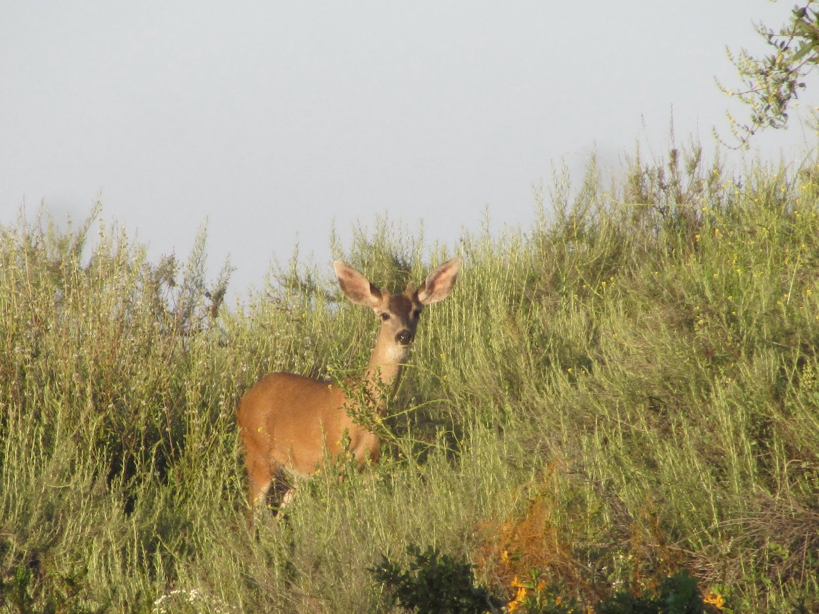 Deer on Colby Trail Deer on Colby Trail