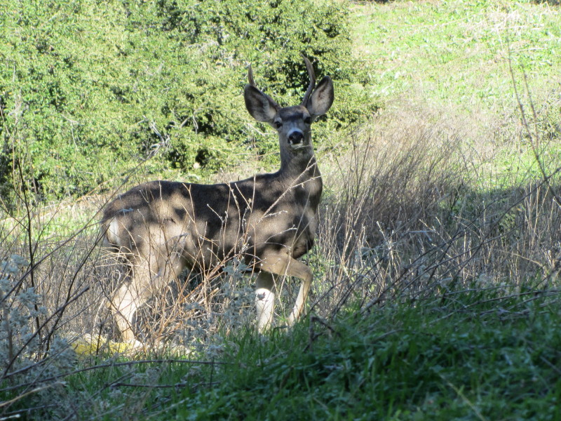 Deer in foothills above Glendora Deer in foothills above Glendora
