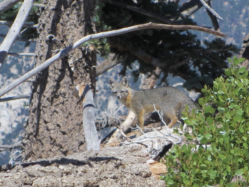 Fox on Islip Ridge Trail, Crystal Lake