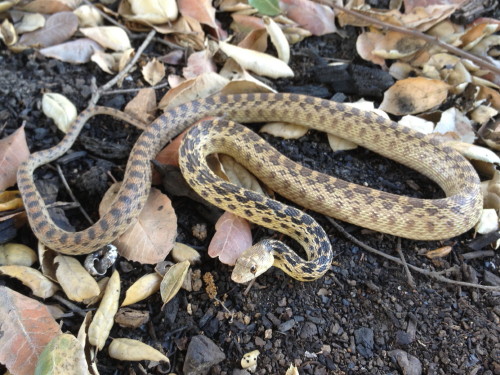 Golpher snake in Glendora foothills Golpher snake in Glendora foothills