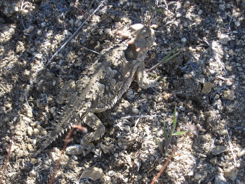 Horned Lizard on Sunset Peak Trail Horned Lizard on Sunset Peak Trail
