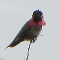 Humming Bird on Van Tassel Trail