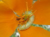 Larva on California poppy