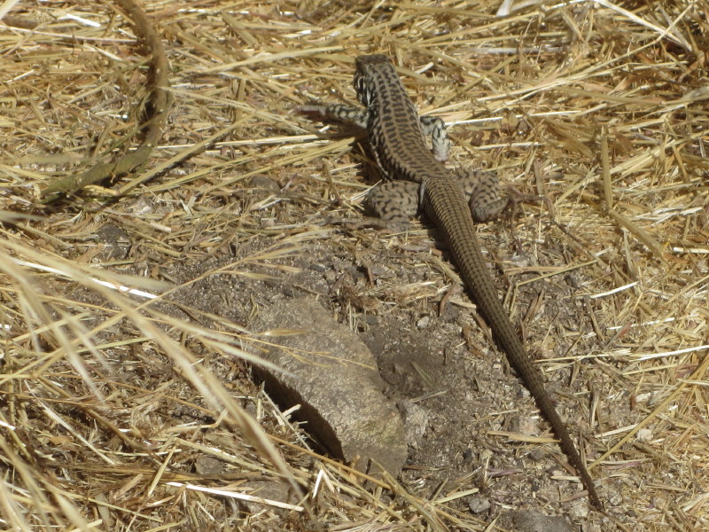 Lizard on Trail Canyon Trail Lizard on Trail Canyon Trail