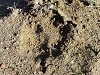 Mountain lion track, Upper Colbey Trail