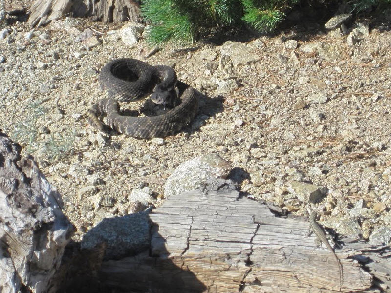 Rattlesnake on Ontario Peak Trail Rattlesnake on Ontario Peak Trail