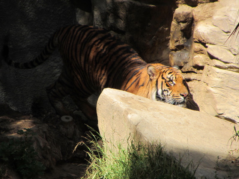 Tiger at Los Angeles Zoo, Griffith Park Tiger at Los Angeles Zoo, Griffith Park