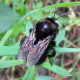 Bee on Fish Canyon Trail