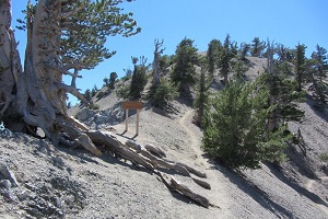 View south at Mt. Baden-Powell summit from the PCT junction, with the Wally Waldron tree on the left - Sept. 3, 2011