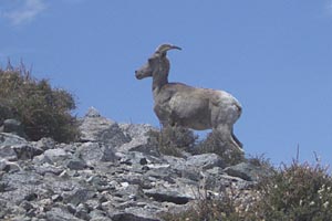 Bighorn Sheep