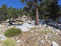 Mt. Baldy Trail