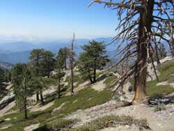 Mt. Baldy Trail