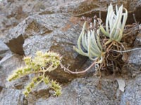 Dudleya densiflora