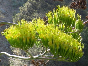 Agave in bloom on Fish Canyon Trail, July 12, 2008 Agave in bloom on Fish Canyon Trail, Angeles National Forest, July 12, 2008