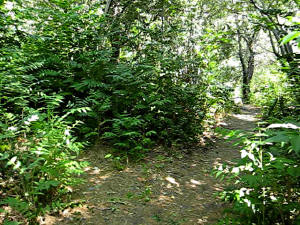 Trail fork in tree of heaven jungle, Fish Canyon Trail Trail fork in tree of heaven jungle, Fish Canyon Trail, Angeles National Forest, July 12, 2008