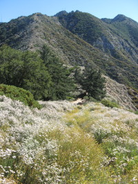 View NE from near Summit 3681