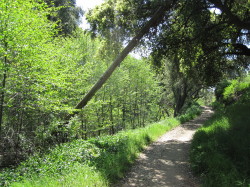 Springtime in Marshall Canyon