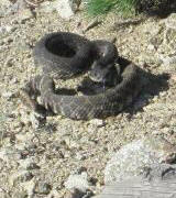 Rattlesnake on Ontario Peak Trail