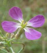 Wild radish, Raphanus raphanistrum, on Garcia Trail