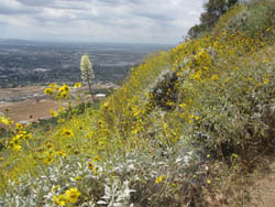 Spring on Garcia Trail, Azusa