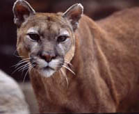 Mountain Lion