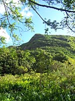 Lush jungle