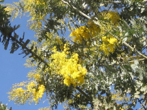 Acacia