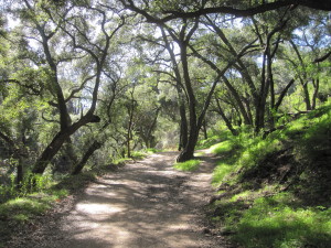 Canyon Live Oak