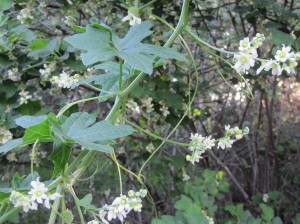 Wild Cucumber