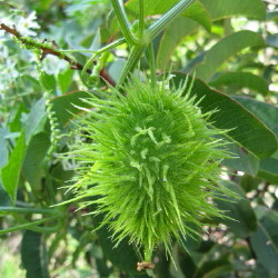 Wild cucumber fruit, Fish Canyon, March 8, 2008