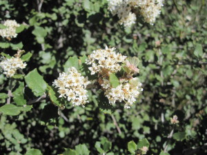 Hoary-leaved Ceanothus