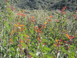 Laurel Sumac