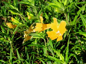 Monkey flower