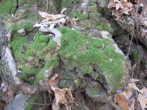 Moss