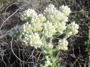 Pearly everlasting