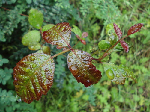 Poison oak, Fish Canyon