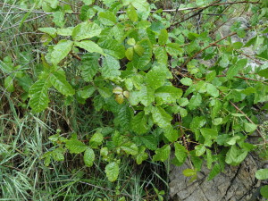 Poison oak