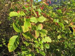 Poison oak